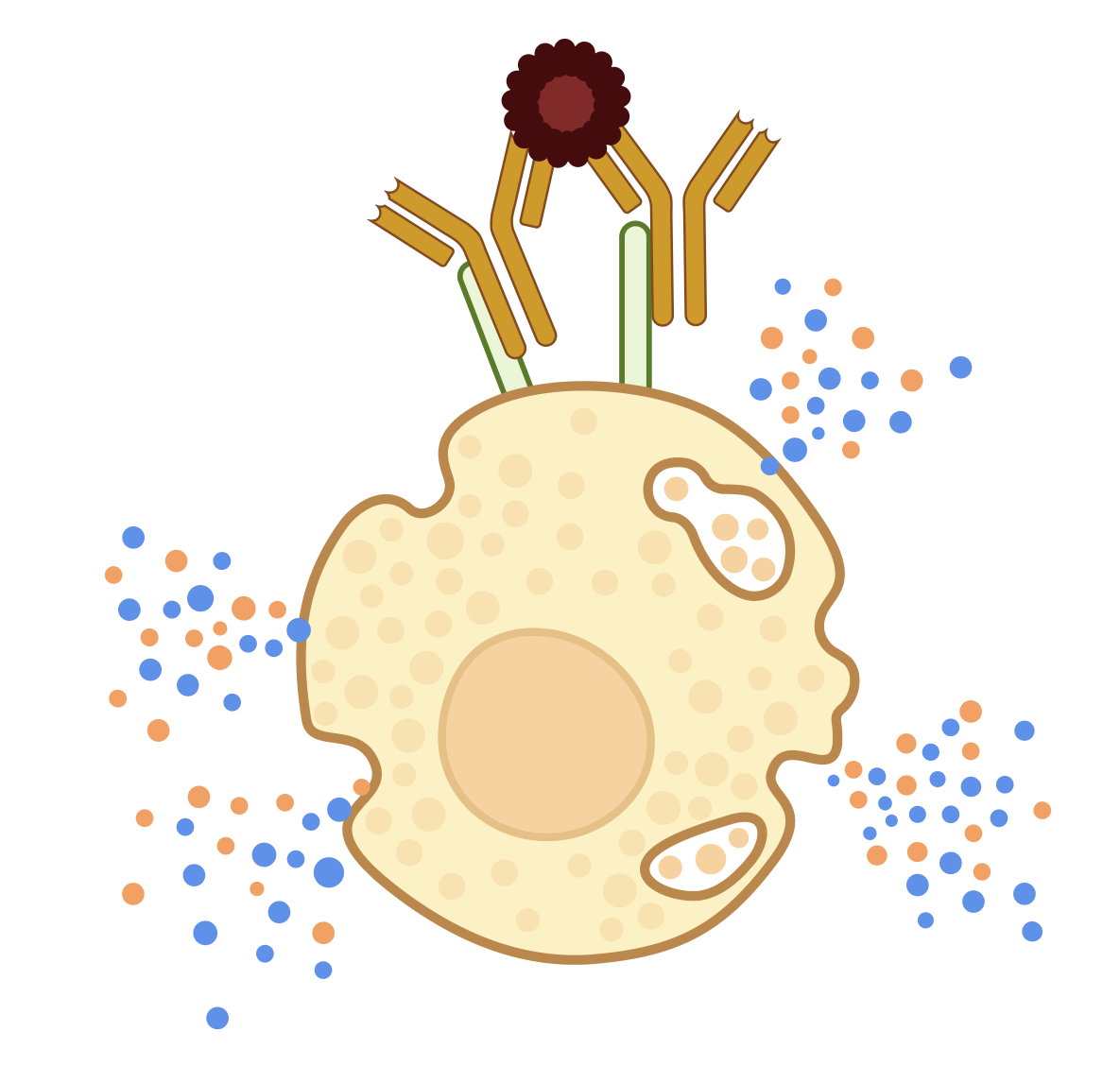 Basophil and mast cell biology