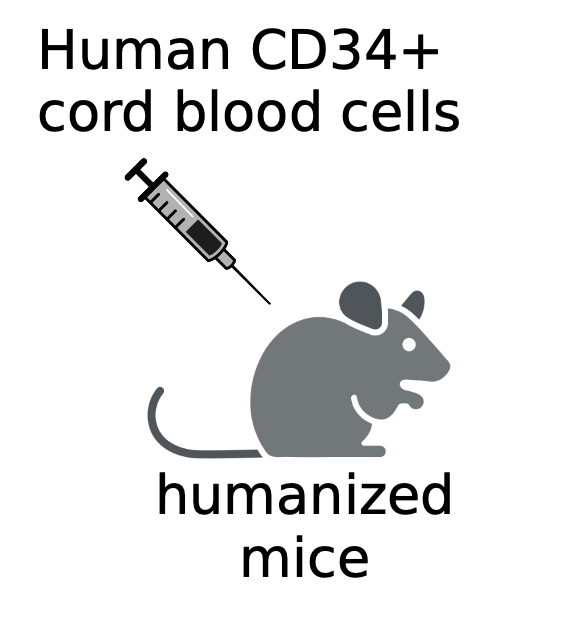 Humanized mouse model